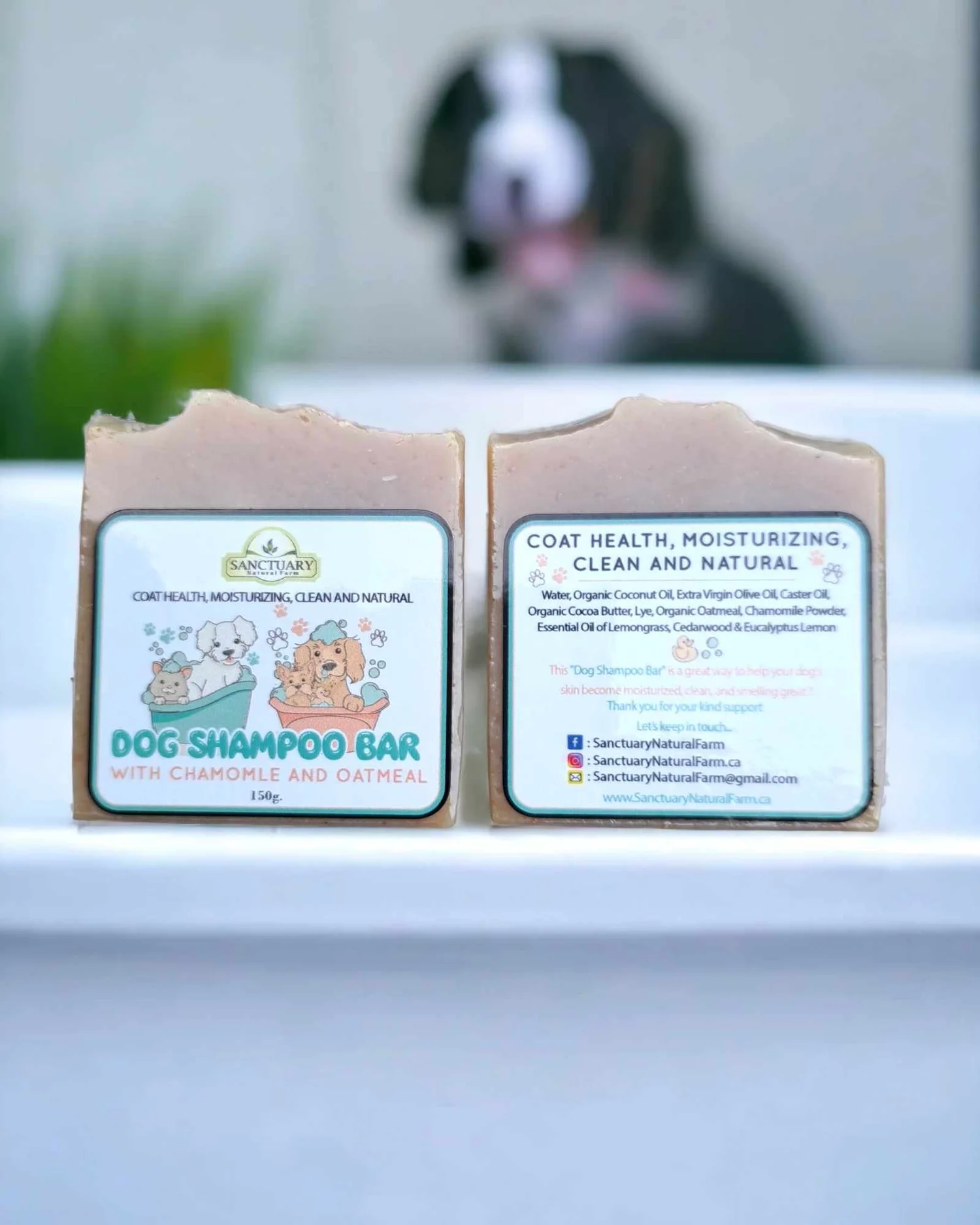 Dog Shampoo Bar - Image 3